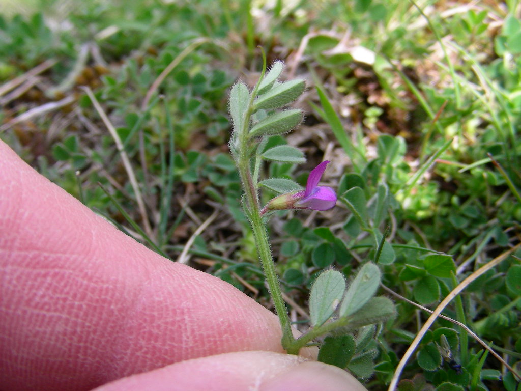 Vicia lathyroides